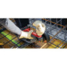 Meuleuse d'angle AG 5D-22-125 (nue) - HILTI 2270830